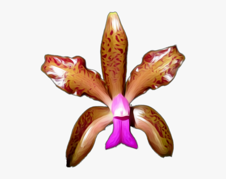 Cattleya, HD Png Download, Free Download