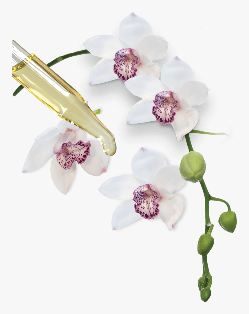 Moth Orchid, HD Png Download, Free Download