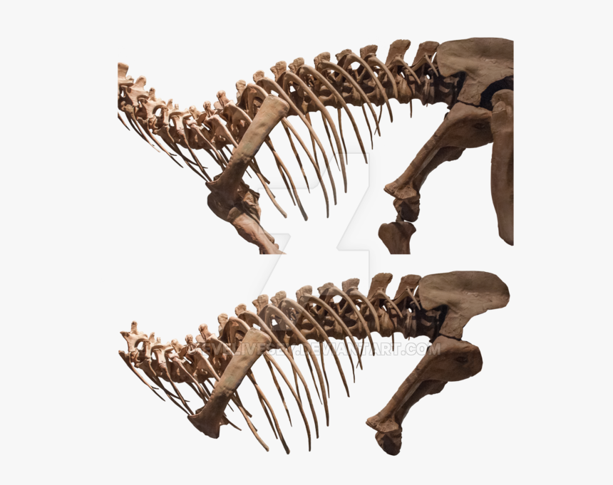 Dinosaur Bone Png - Dinosaur Ribs Bones Png, Transparent Png, Free Download