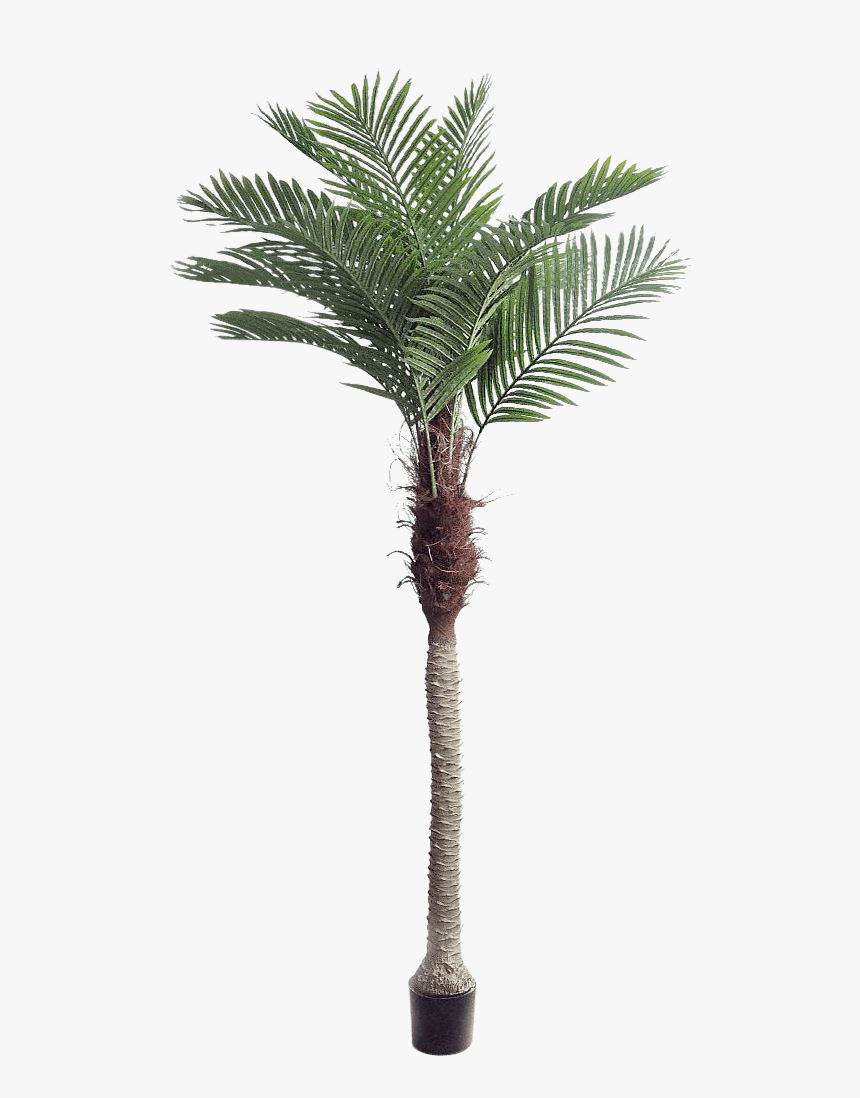 Palm Trees, HD Png Download, Free Download