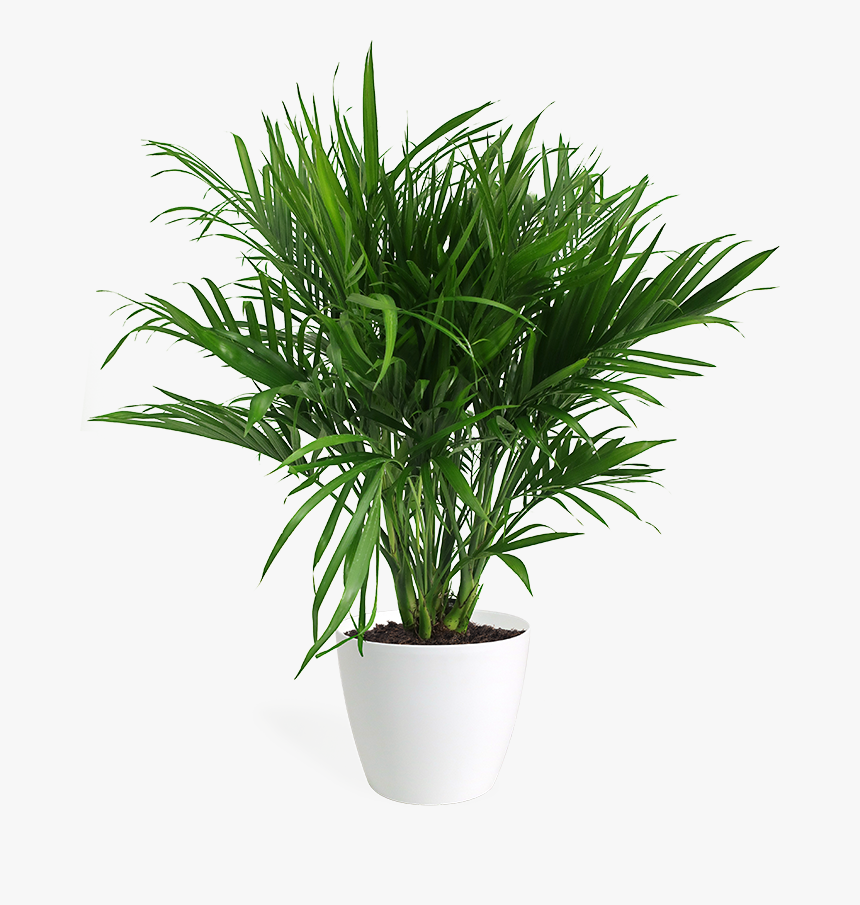 Flowerpot, HD Png Download - kindpng