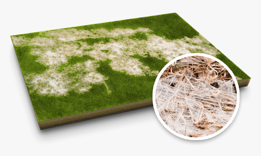 Snow Mold Lawn Disease - Lawn, HD Png Download, Free Download