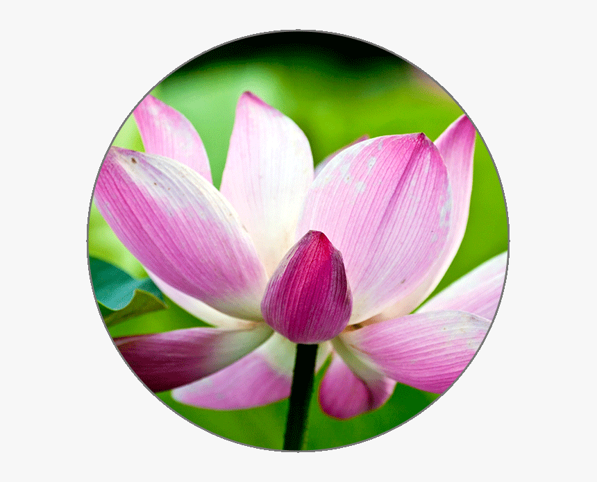 Icon - Sacred Lotus, HD Png Download, Free Download