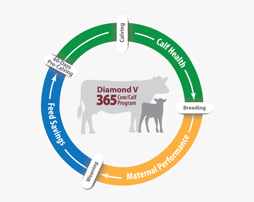 Diamond V Beef 365 Cow/calf Program - Green Light Go, HD Png Download, Free Download