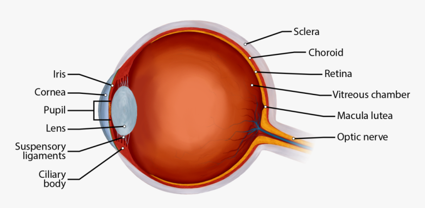 Major Parts Of The Eye, HD Png Download, Free Download