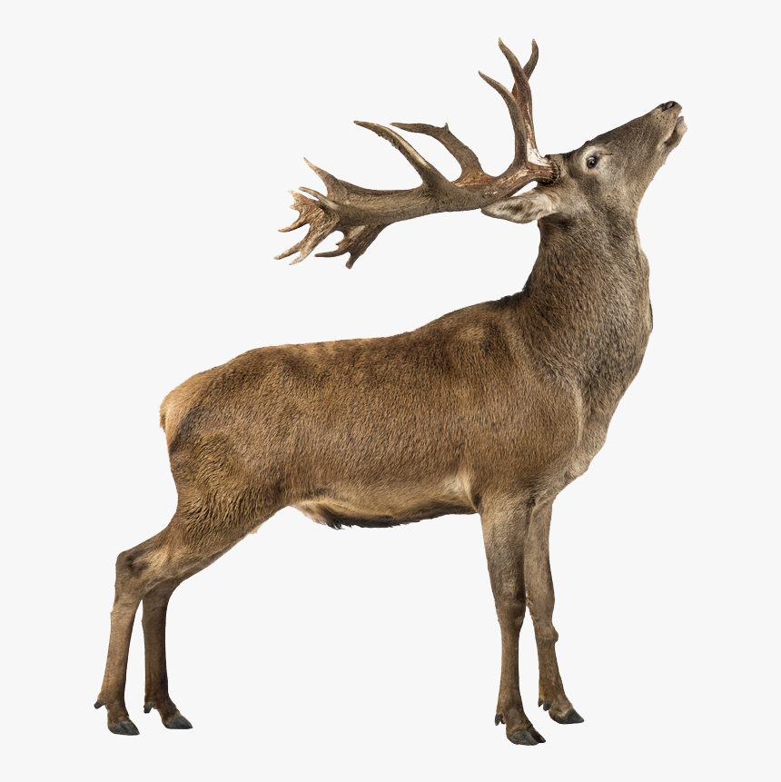 Deer Looking Up Drawing, HD Png Download, Free Download