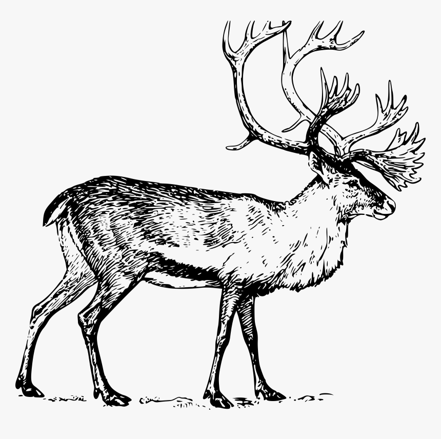 White-tailed Deer Moose Drawing Clip Art - Deer Drawing Png, Transparent Png, Free Download