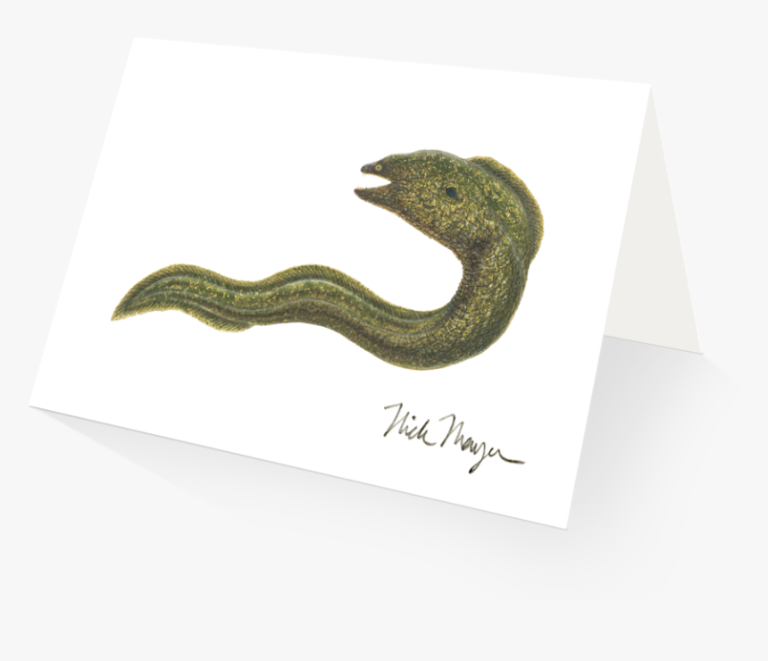 Moray Eel - Serpent, HD Png Download, Free Download