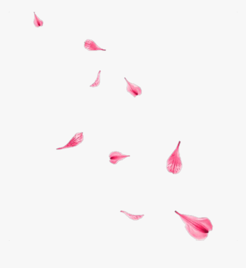 #rose #flower #flying #falling - Rose Flower Flying Png, Transparent Png, Free Download