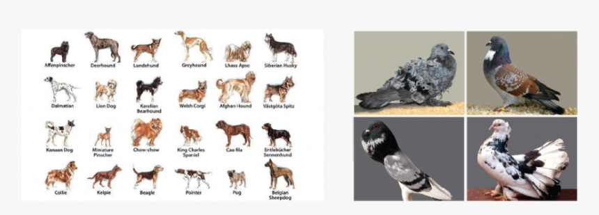 Dogs And Pigeons - Famous Dog Breeds, HD Png Download, Free Download