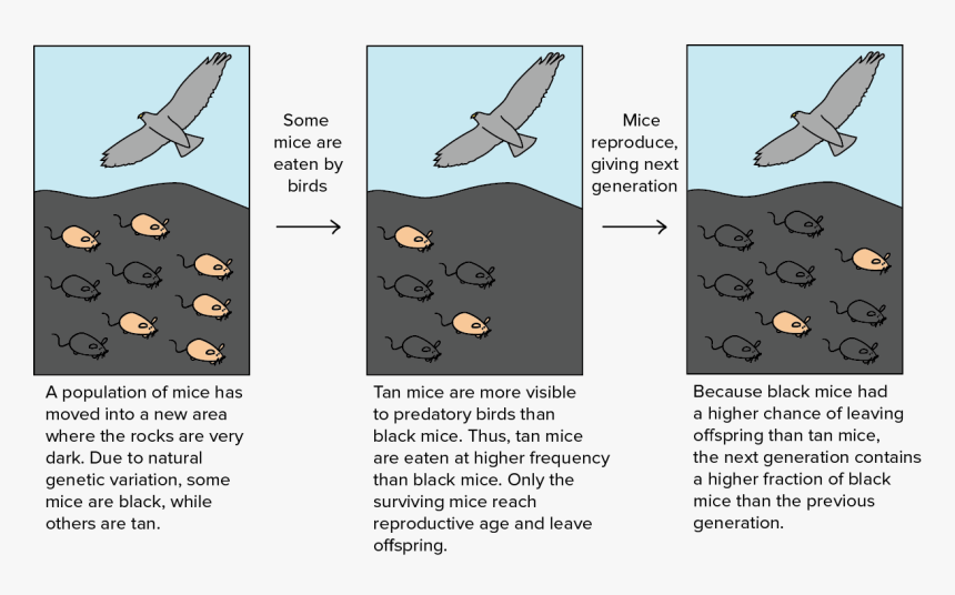 Natural Selection Easy Model, HD Png Download, Free Download