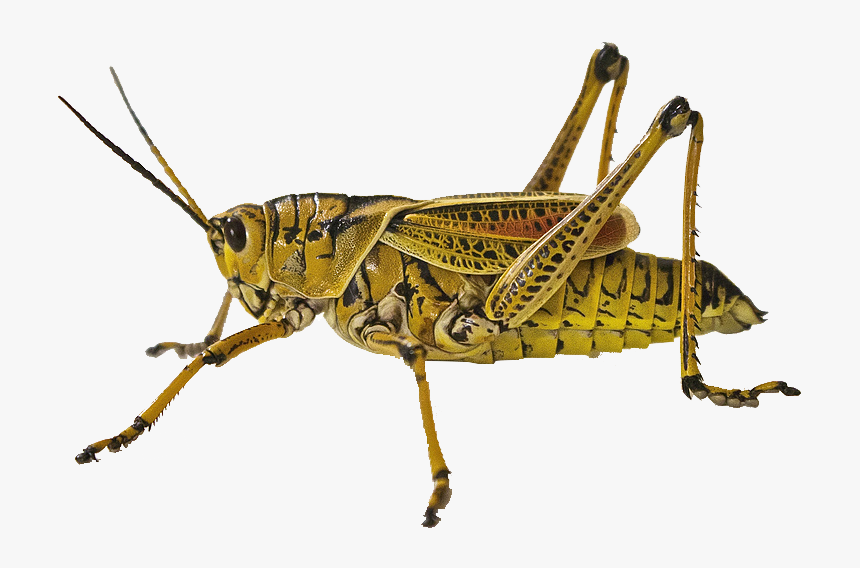 Clip Art Insect Animal Grasshopper Jumping - Grasshopper Close Up, HD Png Download, Free Download