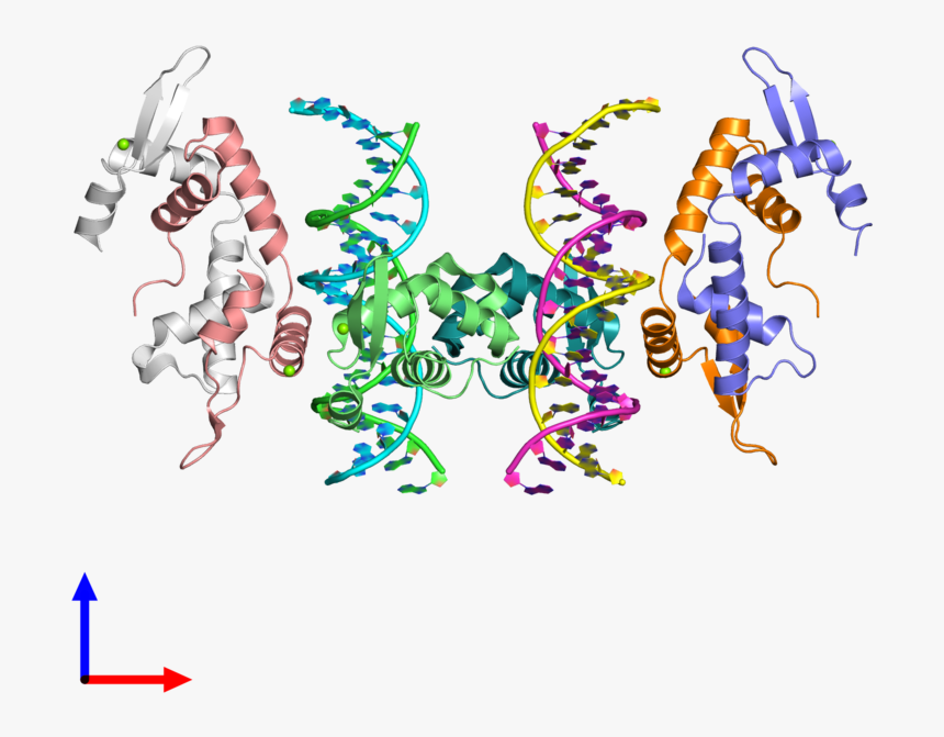 Dna Clipart Macromolecule - Macromolecule Clipart, HD Png Download, Free Download