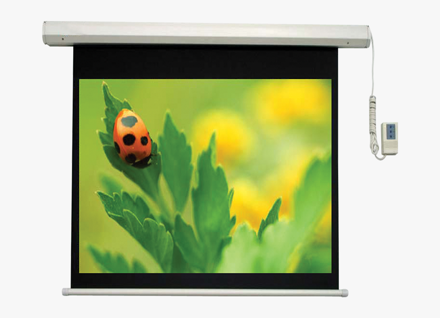 Ladybugs, HD Png Download, Free Download