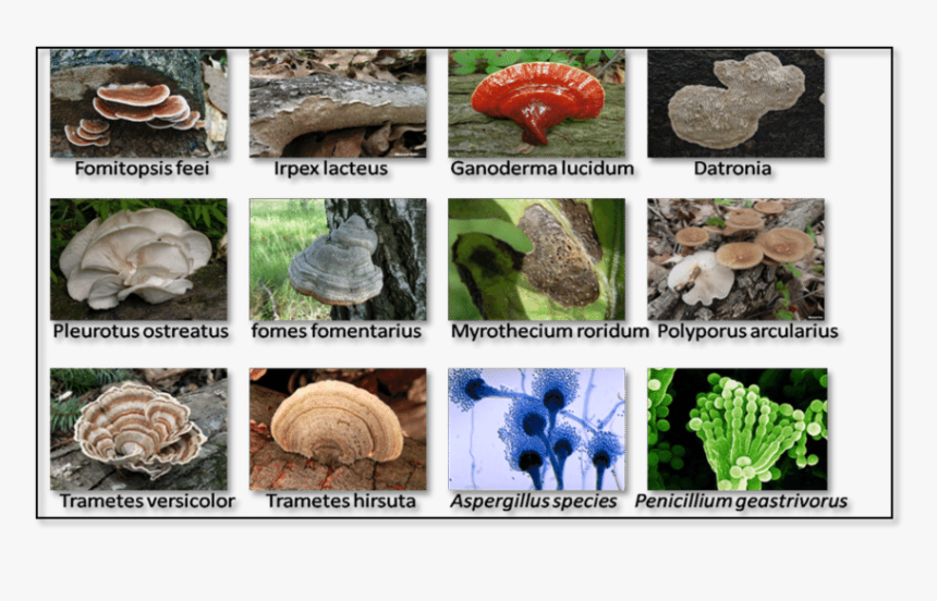 12 Types Of Fungi Which Are Used For The Food Dye Adsorption - Types Of ...