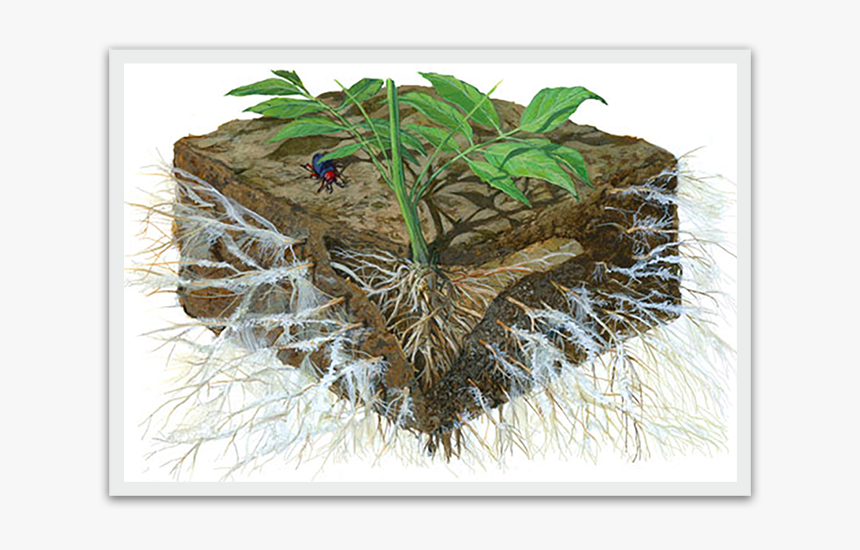 Tomato Roots, HD Png Download, Free Download