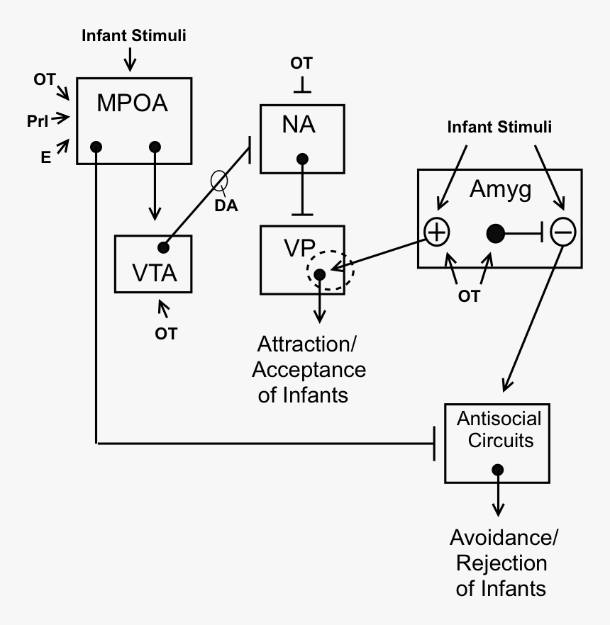 A Neural Model Of Maternal Behavior In Animals - Social Behavior Circuit, HD Png Download, Free Download