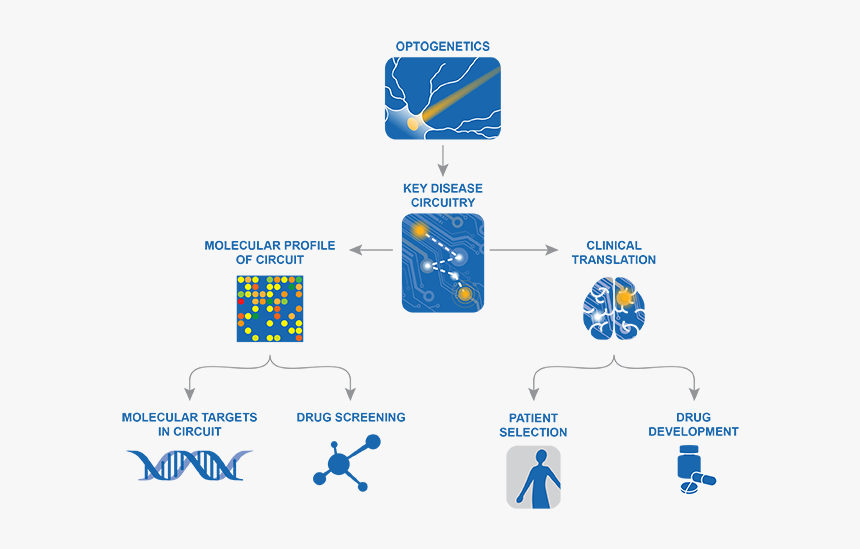 Drug Optogenetic, HD Png Download, Free Download