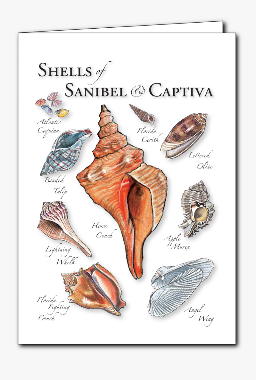 Conch, HD Png Download, Free Download