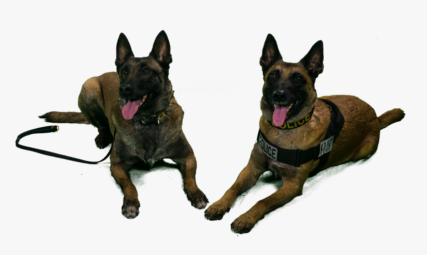 These Include But Are Not University Of Michigan Police - K9 Dogs Png, Transparent Png, Free Download