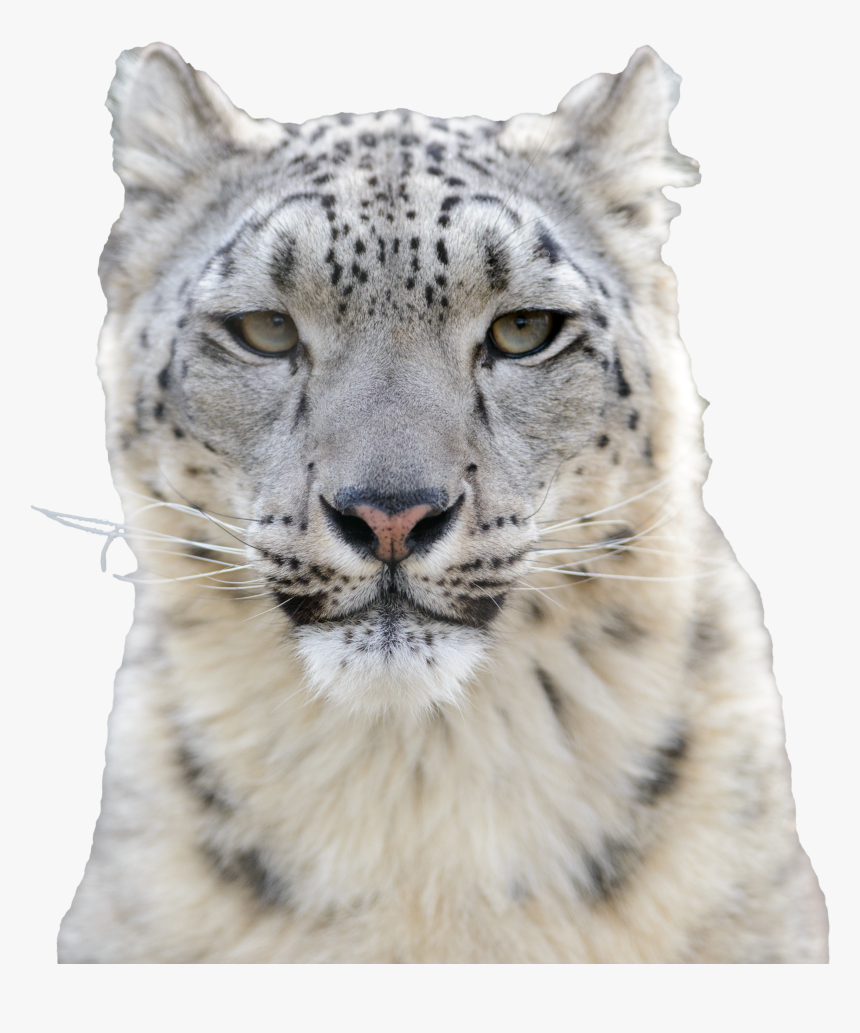 Snow Leopard Png, Transparent Png, Free Download