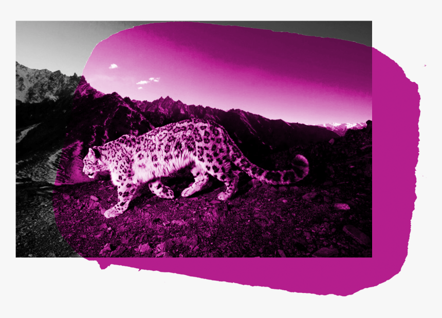 Snow Leopard Png, Transparent Png, Free Download