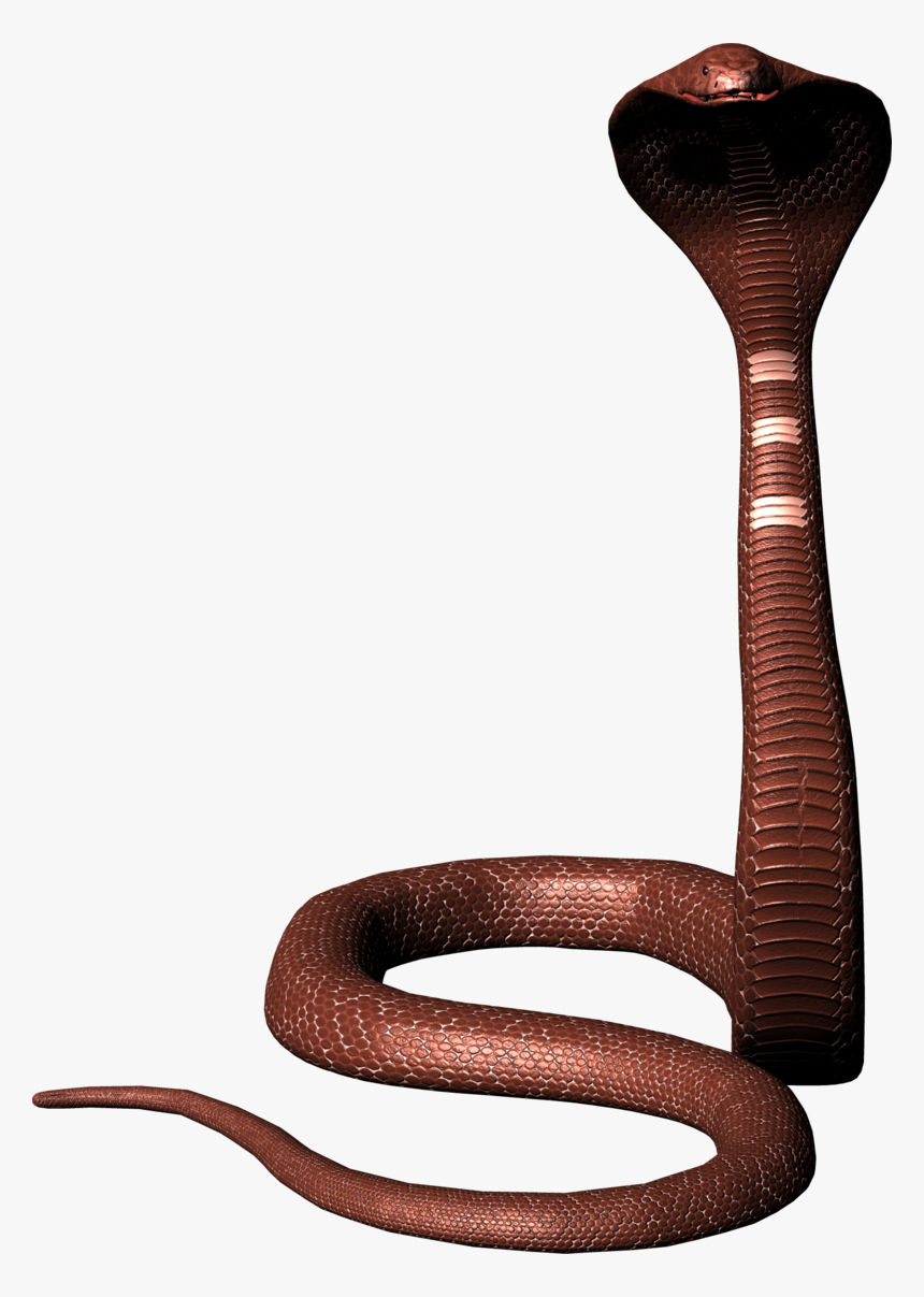 Cobra Snake Png Image Download Picture, Transparent Png, Free Download