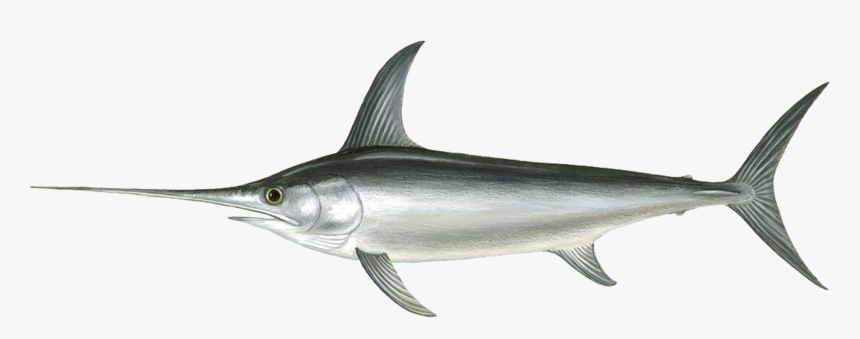 Swordfish Png, Transparent Png, Free Download