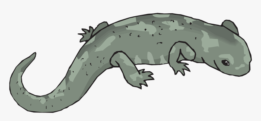 Salamander Png, Transparent Png, Free Download