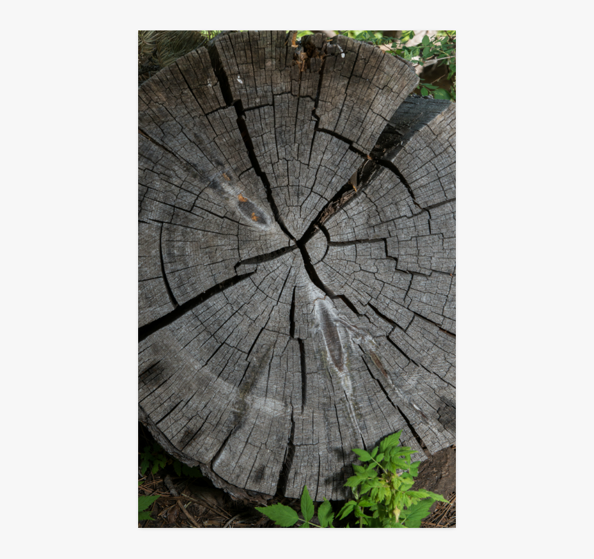 Stump Png, Transparent Png, Free Download