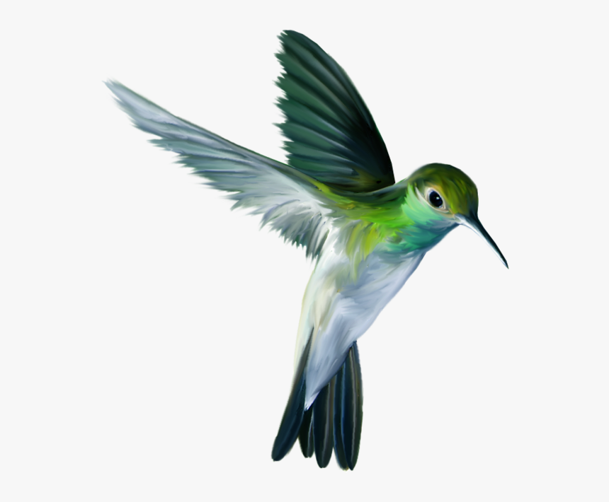 Transparent Hummingbird Png, Png Download, Free Download