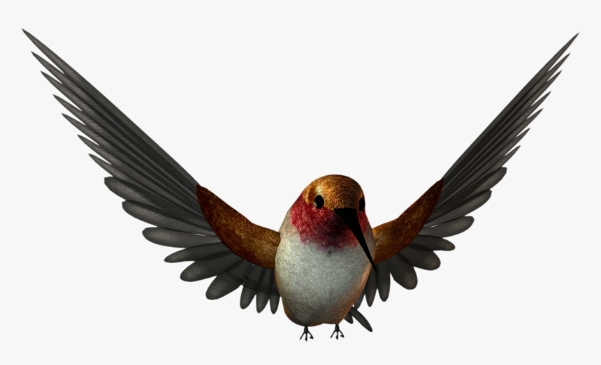 Swallow,perching Bird, HD Png Download, Free Download