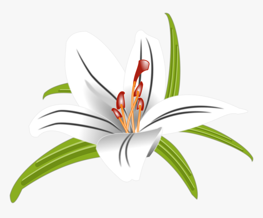 Lilly, Flower, Floral, Blossom, Nature, Bloom, White, HD Png Download, Free Download