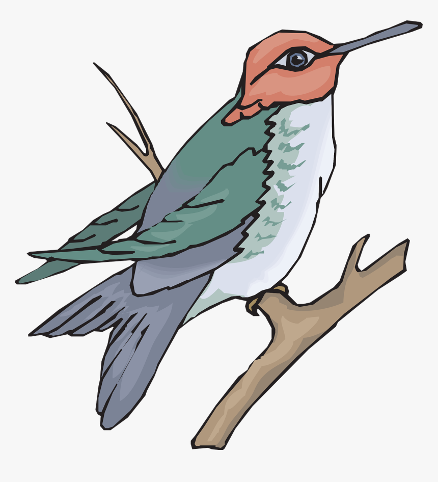 Humming Bird Png, Transparent Png, Free Download