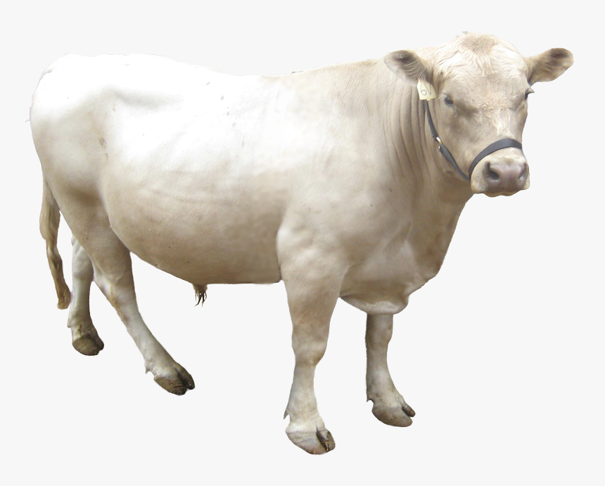 Transparent Dairy Cow Png - Gray Cow Png, Png Download, Free Download