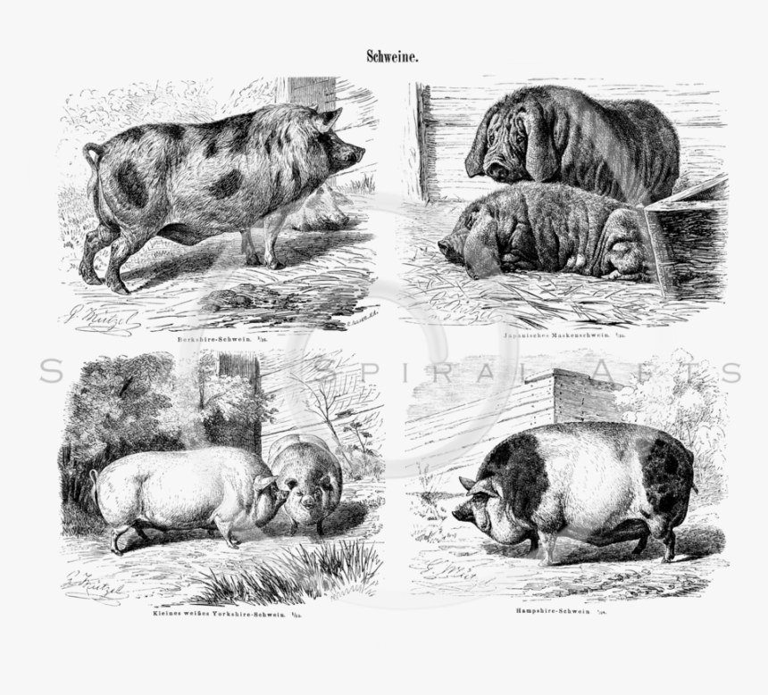 Transparent Farm Animals Png Vintage Pics Of Pigs Png Download