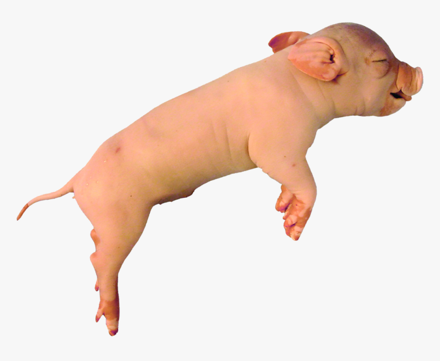 Fetal Pig, HD Png Download, Free Download