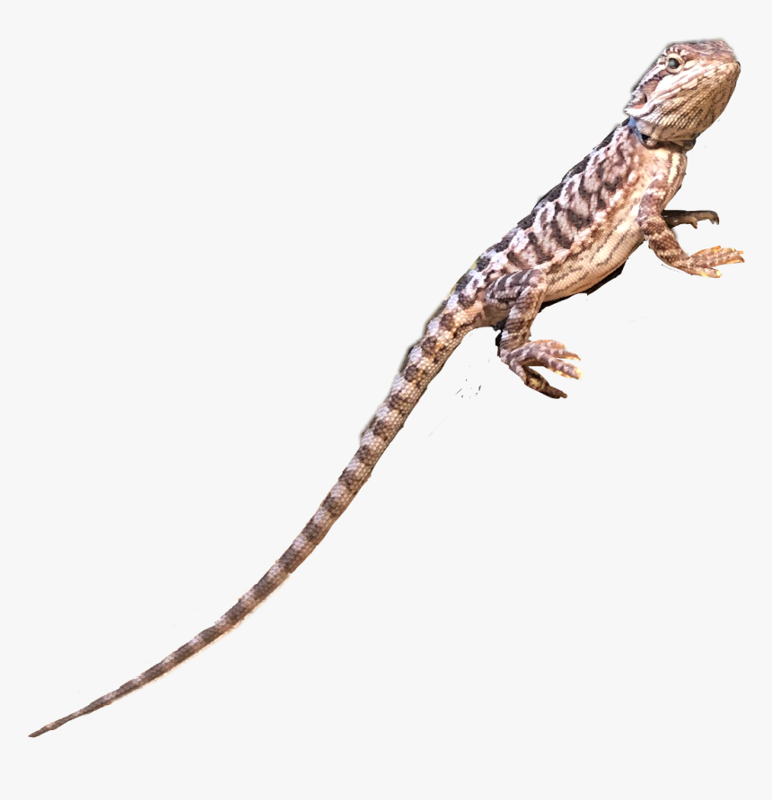 #challenge #lizard #gecko #leopardgecko #cute #reptile - Agama, HD Png Download, Free Download