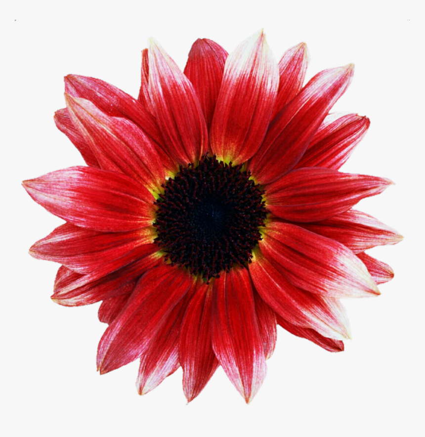 Pink And Red Sunflower - Sunflower Pink Png, Transparent Png, Free Download