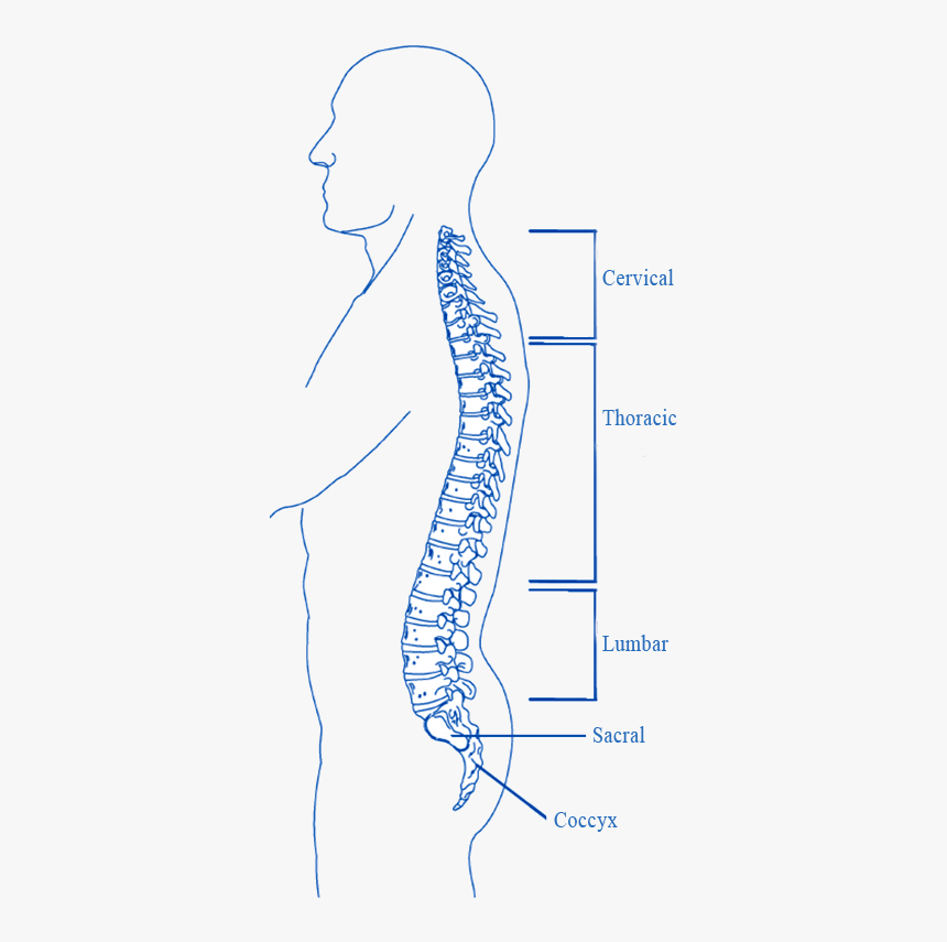 Spinal Cord Levels - Spinal Cord Near Anus, HD Png Download, Free Download