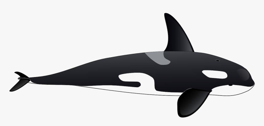 Orca Clipart, HD Png Download, Free Download