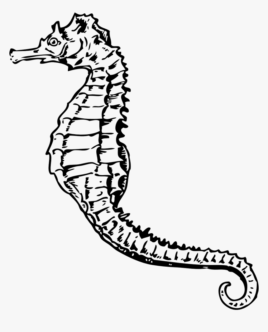 Sea Horse Clip Art, HD Png Download, Free Download