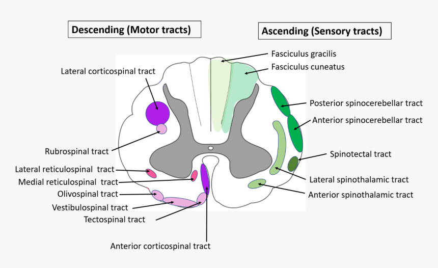 Spinal Cord Anatomy-location Of Ascending And Descending - Olivospinal ...