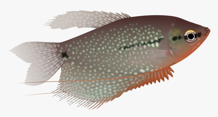 Fish, Sea Life, Aquarium, Animal - Pearl Gourami Png, Transparent Png, Free Download