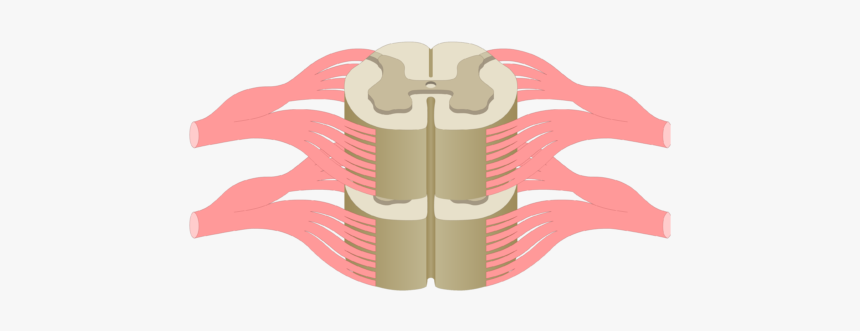 Cross Section Of The Spinal Cord Showing 2 Lumbar Segments, - Spinal Cord Cross Section Lumbar, HD Png Download, Free Download