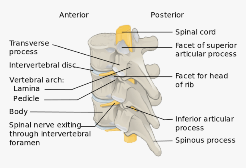 Synovial Joints In Vertebral Column, HD Png Download, Free Download