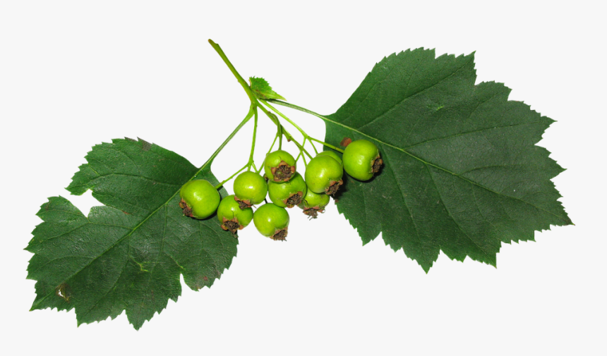 Leaves, Berry, Fruit, Green Leaves, Green, Stand-alone - Hojas Con Fruta, HD Png Download, Free Download