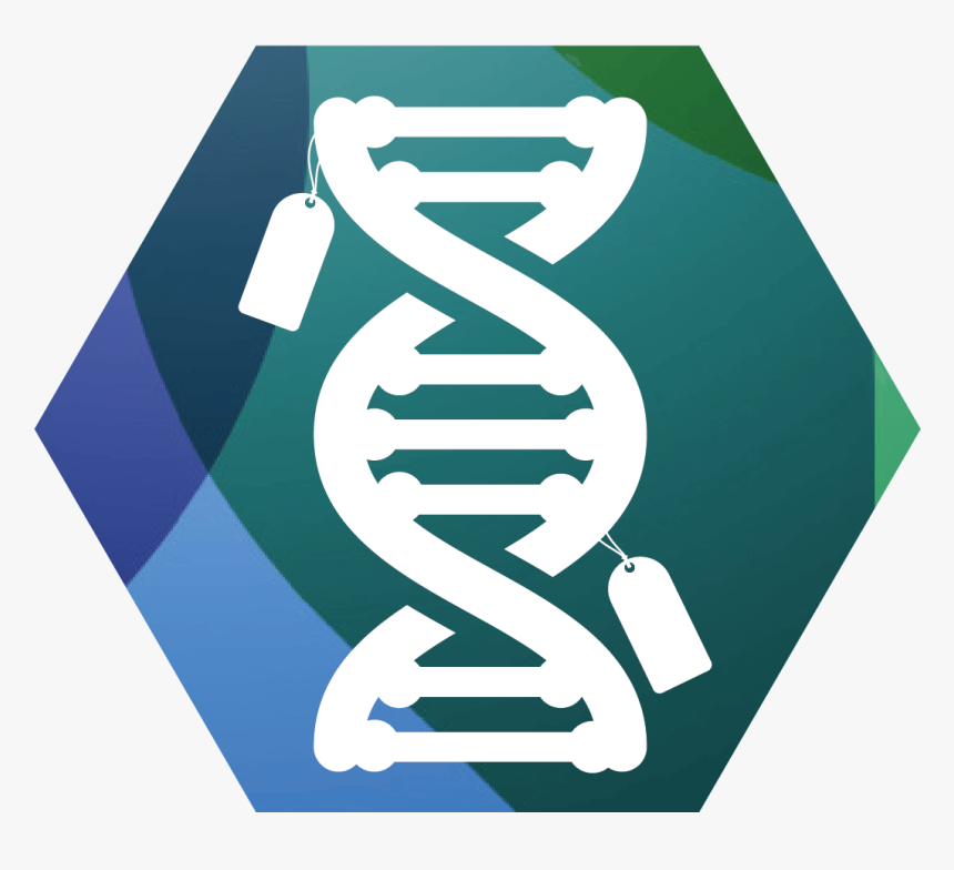 Dna Clipart Epigenetics - Epigenetics Png, Transparent Png, Free Download