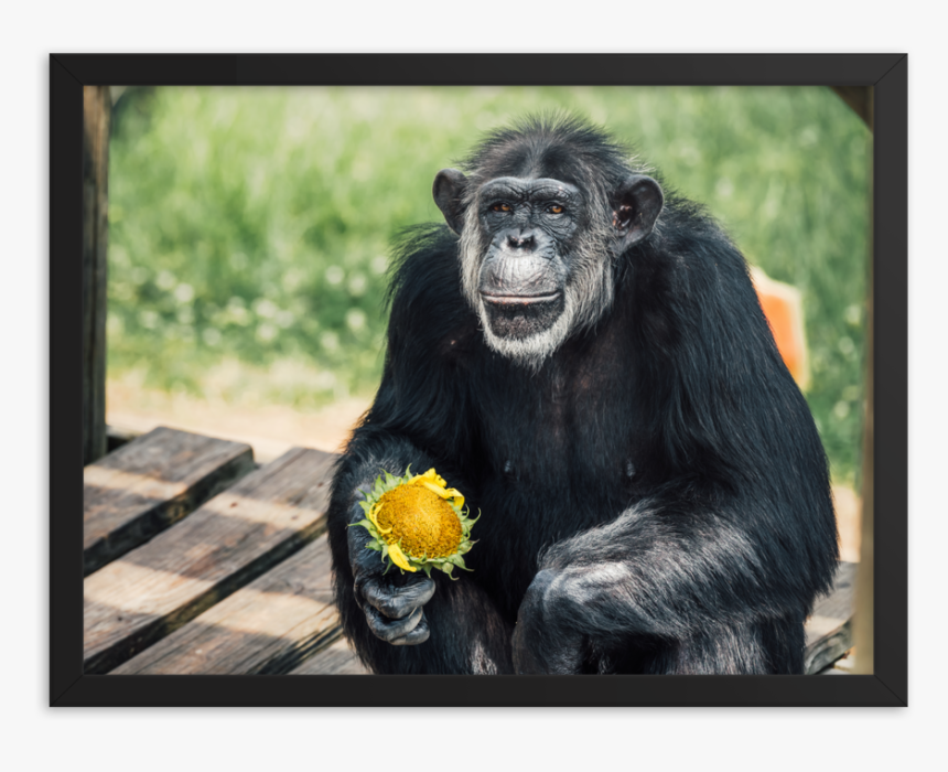 Common Chimpanzee, HD Png Download, Free Download