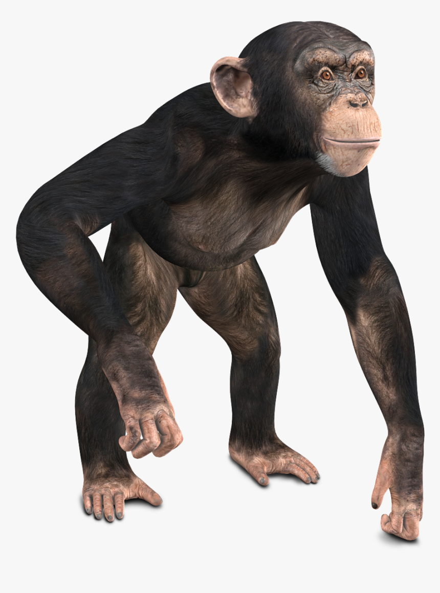 Monkey 3d Model Free, HD Png Download, Free Download